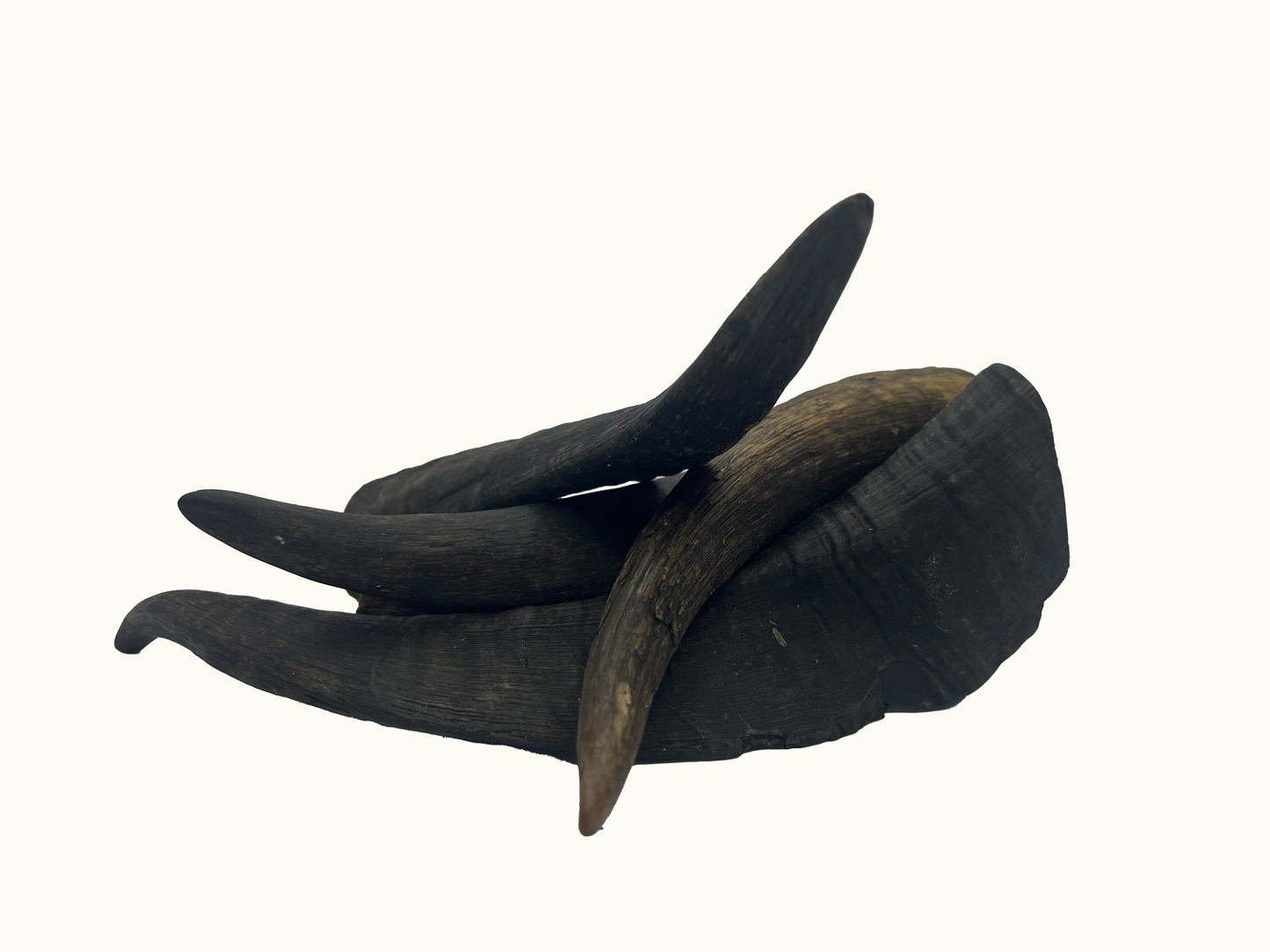 Goats Horns - With Marrow