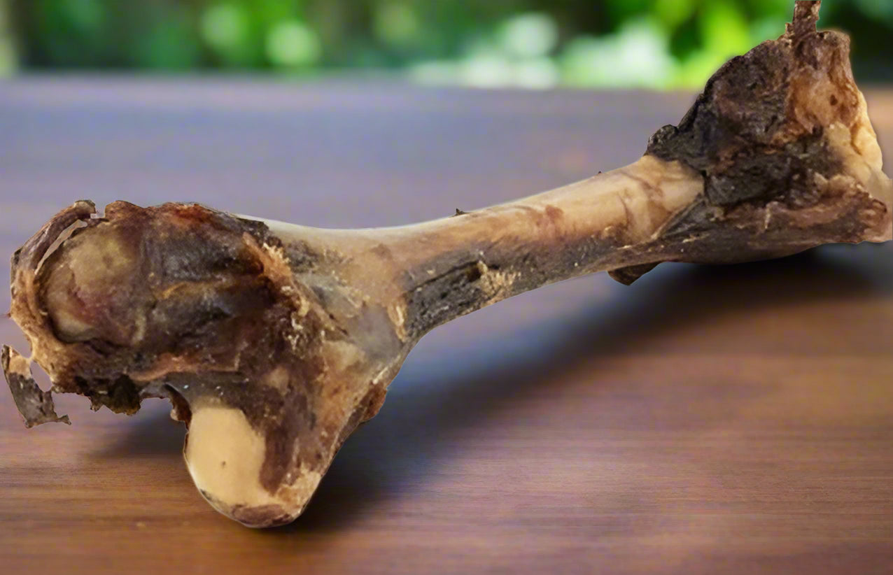 A dehydrated kangaroo bone that is intended as a dog treat.